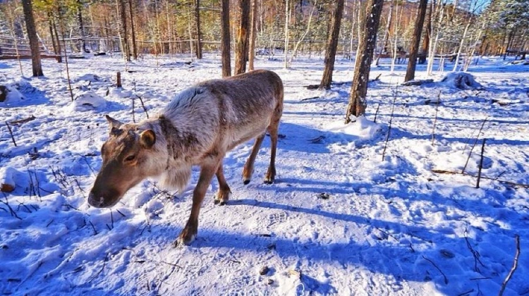 Snow Edelweiss Reindeer Park