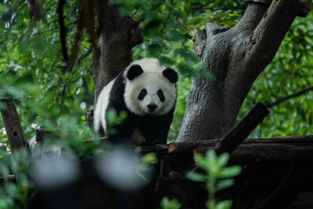 Chengdu Panda
