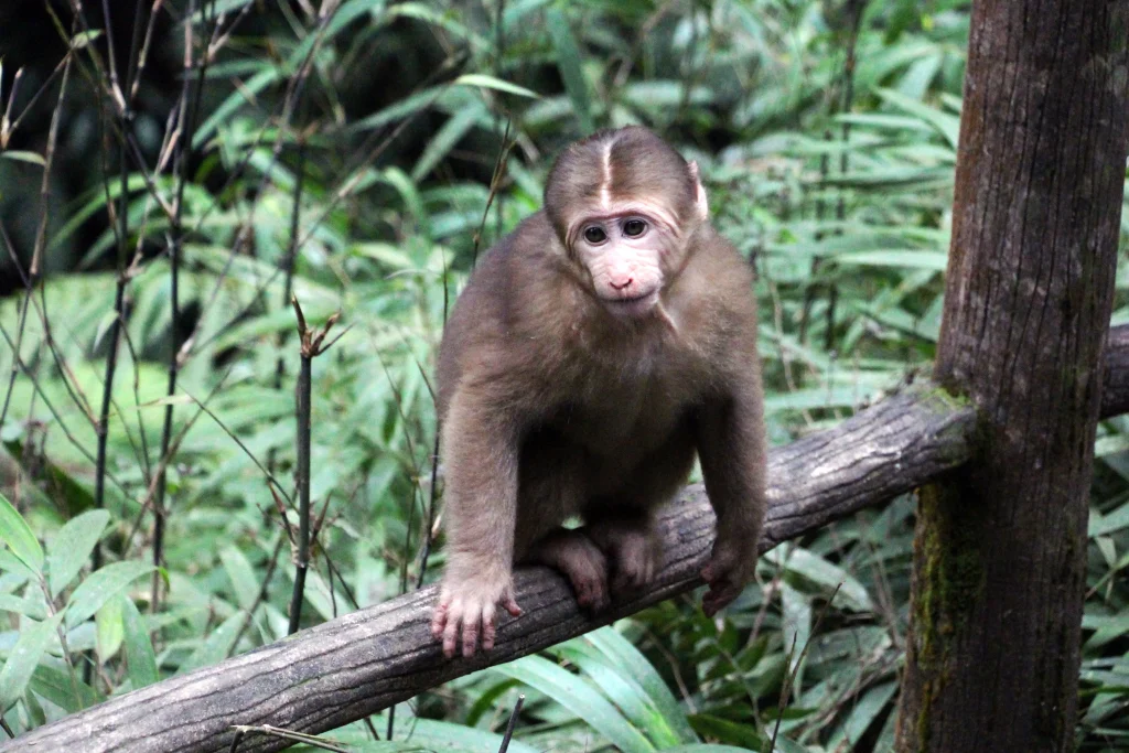 Monkeys of Mount Emei