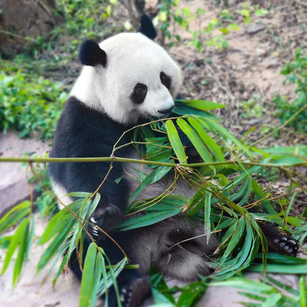 Chengdu Panda