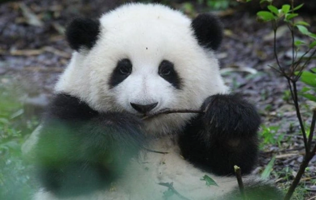 Sichuan Tour Destination