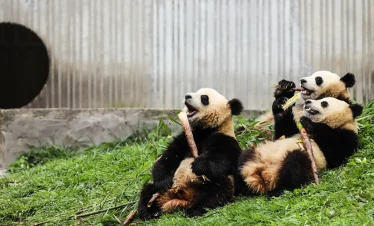Chengdu Panda Volunteer Program: Day Experience with Hotel Pickup