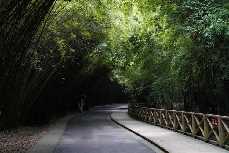 Chengdu Panda Bamboo