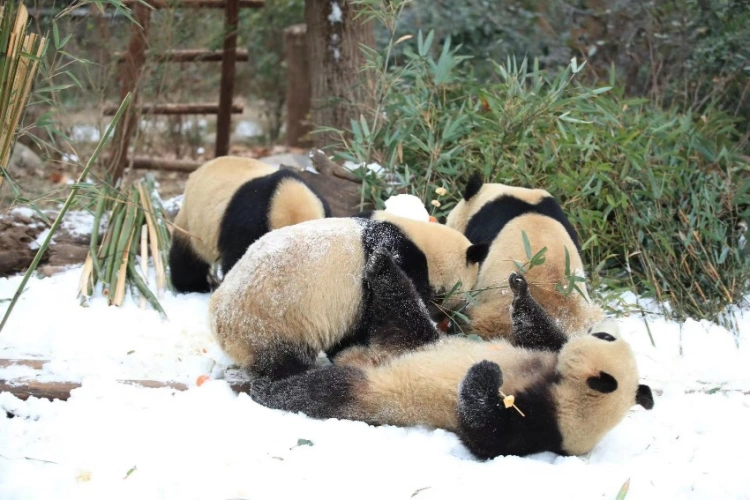 Chengdu Panda Snow