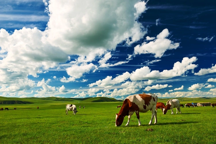 Inner Mongolia Grasslands