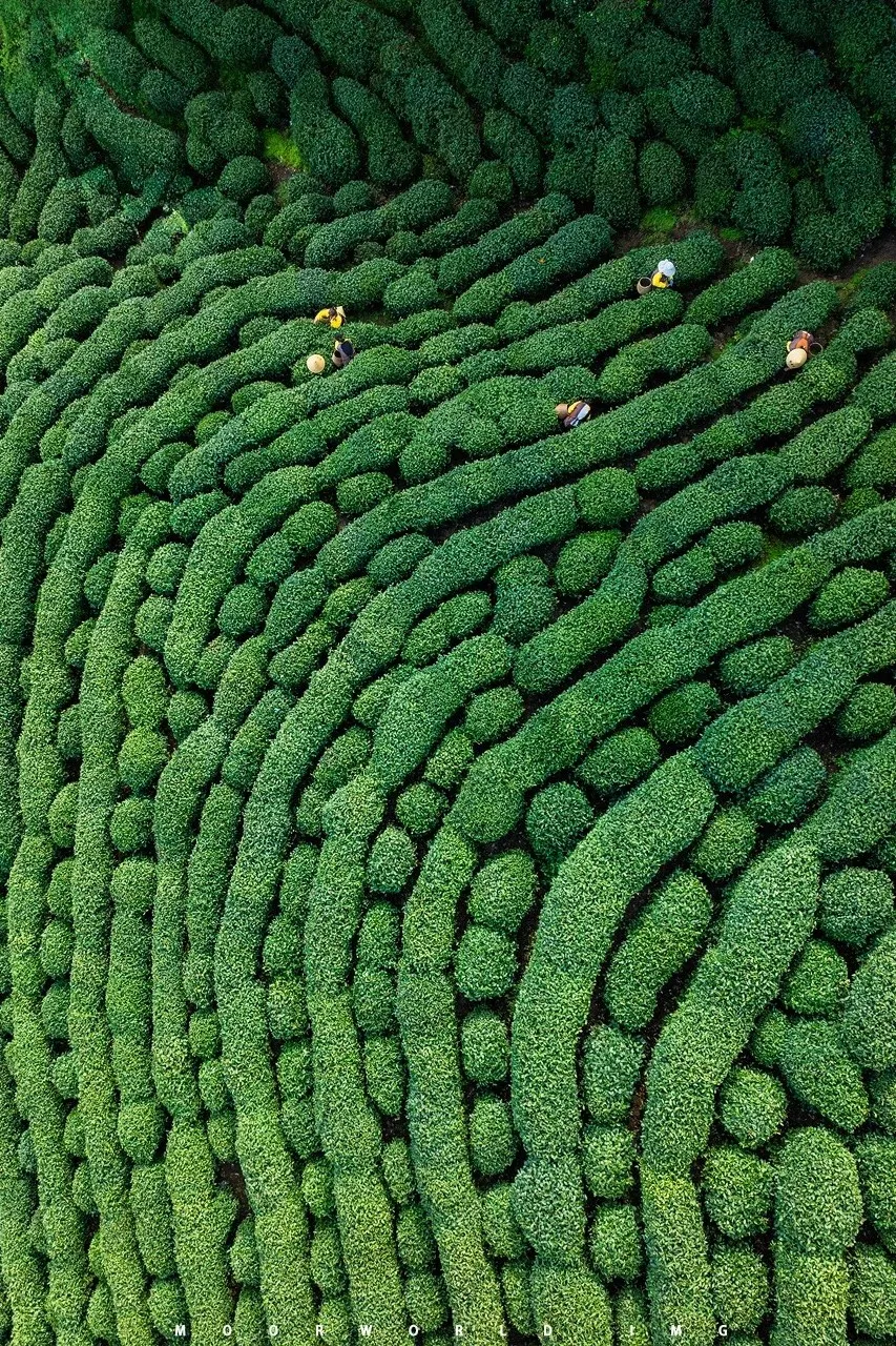 Longjing Tea Plantations