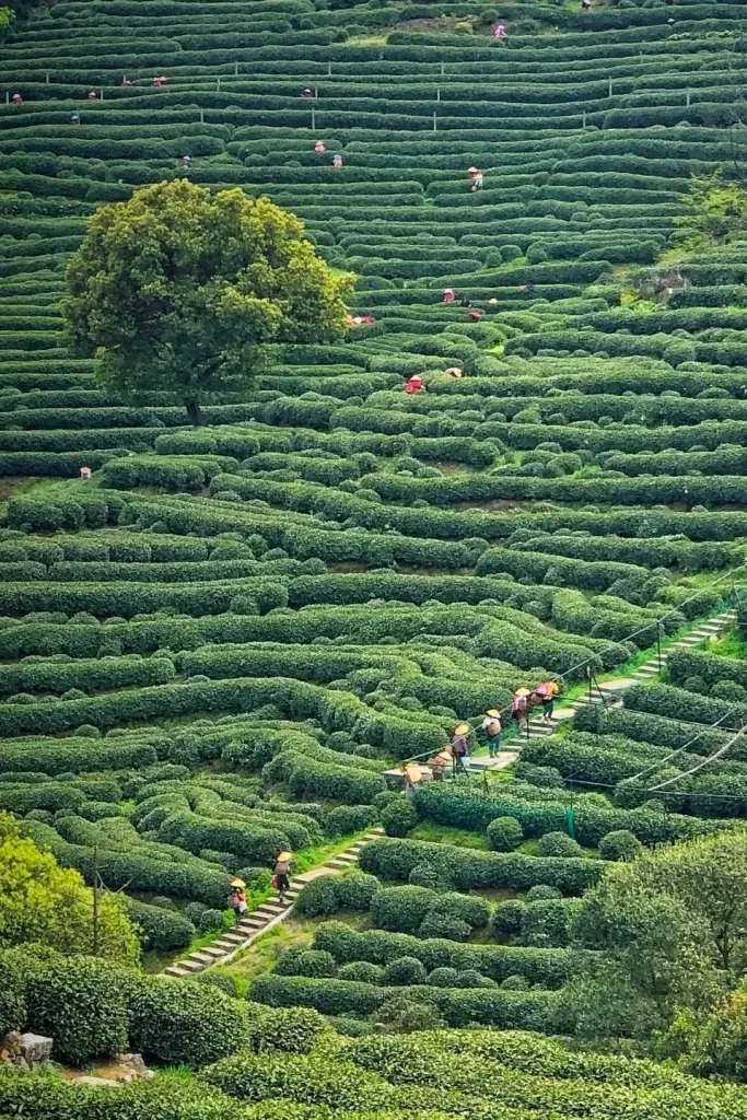 Longjing Tea Village