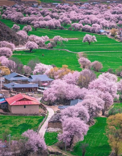 Nyingchi Spring Tibet Travel