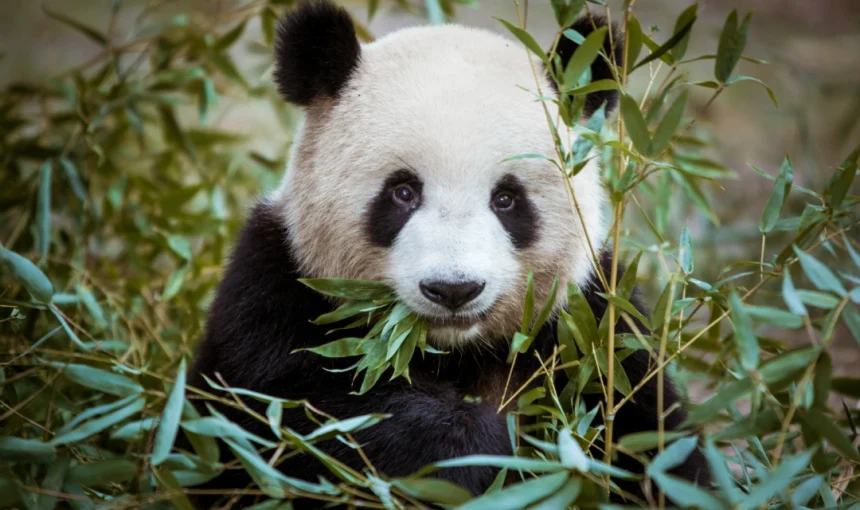 Chengdu Research Base of Giant Panda Breeding