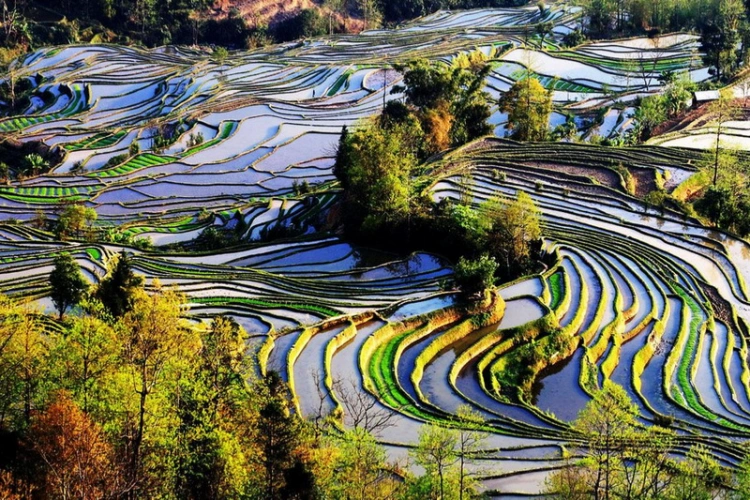 Rice Terraces