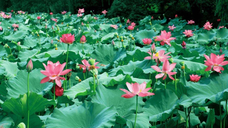 Best Places to Travel in China in June (2026 Updated)