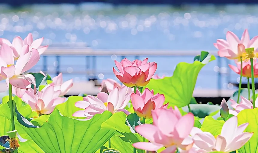 West Lake Scenic Area