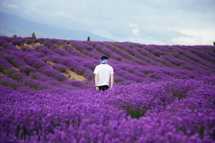 Xinjiang Yili Lavender